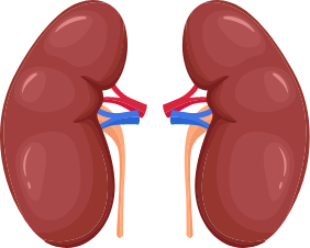 Kidney