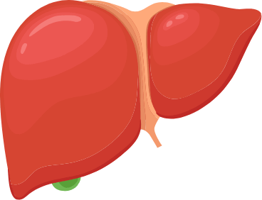 Liver